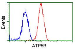 ATP5B Antibody in Flow Cytometry (Flow)