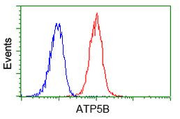 ATP5B Antibody in Flow Cytometry (Flow)