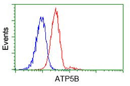 ATP5B Antibody in Flow Cytometry (Flow)