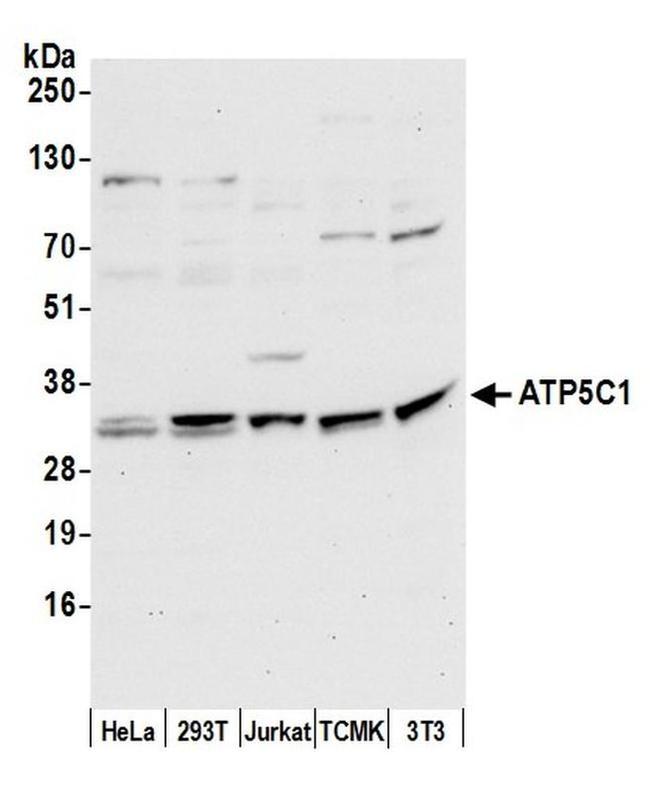 ATP5C1/ATPG Antibody in Western Blot (WB)