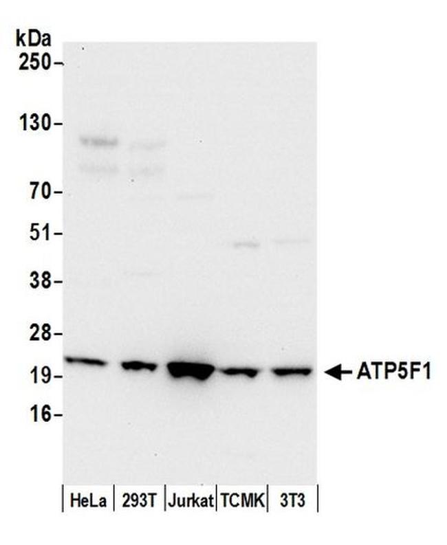 ATP5F1 Antibody in Western Blot (WB)