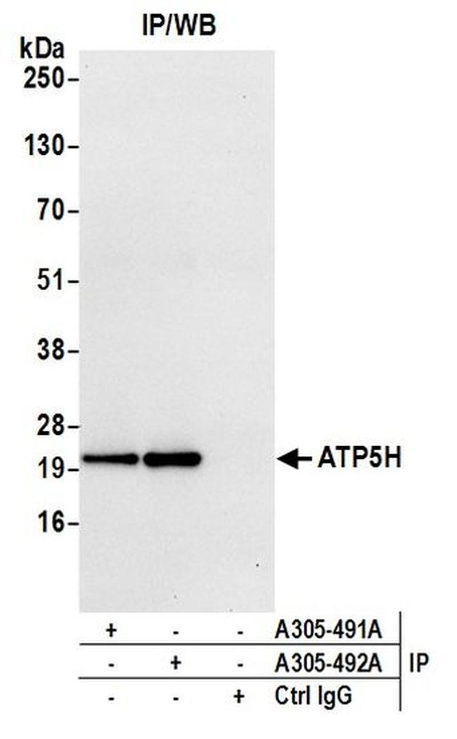 ATP5H Antibody in Western Blot (WB)