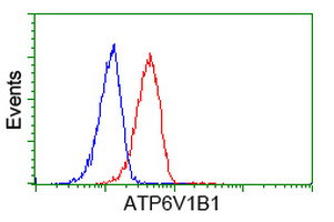 ATP6V1B1 Antibody in Flow Cytometry (Flow)