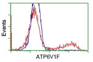 ATP6V1F Antibody in Flow Cytometry (Flow)
