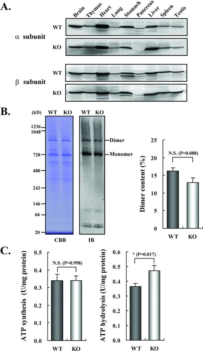 ATP Synthase beta Antibody in Western Blot (WB)