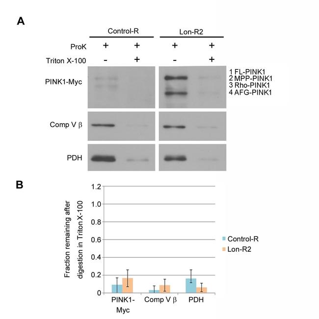 ATP Synthase beta Antibody in Western Blot (WB)