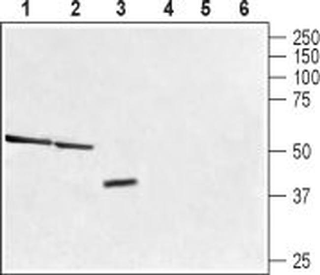 Trace Amine Receptor 1 (TAAR1) Antibody in Western Blot (WB)