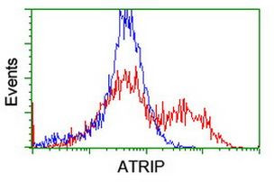 ATRIP Antibody in Flow Cytometry (Flow)