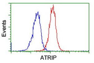 ATRIP Antibody in Flow Cytometry (Flow)