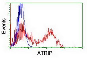 ATRIP Antibody in Flow Cytometry (Flow)