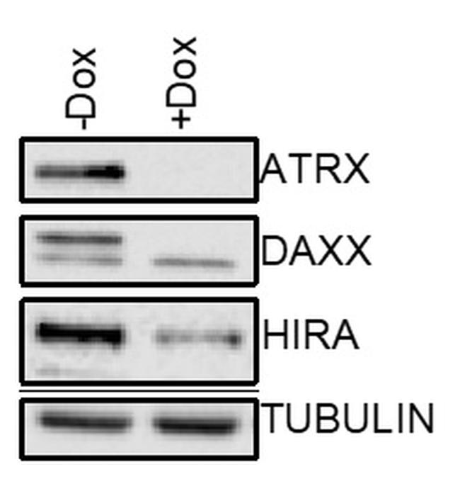 ATRX Antibody in Western Blot (WB)