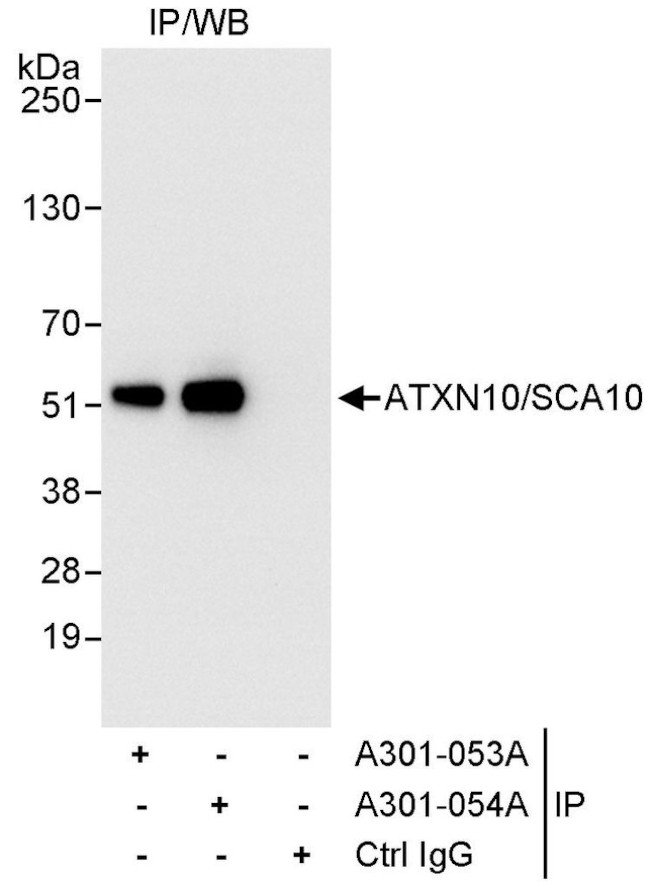 ATXN10/SCA10 Antibody in Immunoprecipitation (IP)