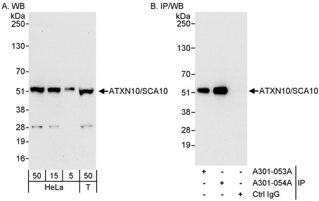 ATXN10/SCA10 Antibody in Western Blot (WB)
