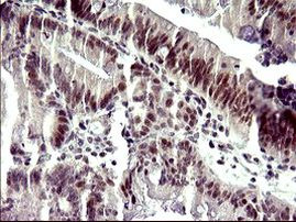 ATXN7L1 Antibody in Immunohistochemistry (Paraffin) (IHC (P))