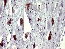 ATXN7L1 Antibody in Immunohistochemistry (Paraffin) (IHC (P))