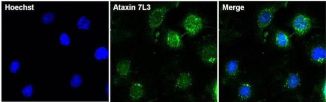 ATXN7L3 Antibody in Immunocytochemistry (ICC/IF)