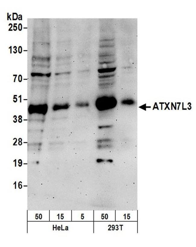 ATXN7L3 Antibody in Western Blot (WB)