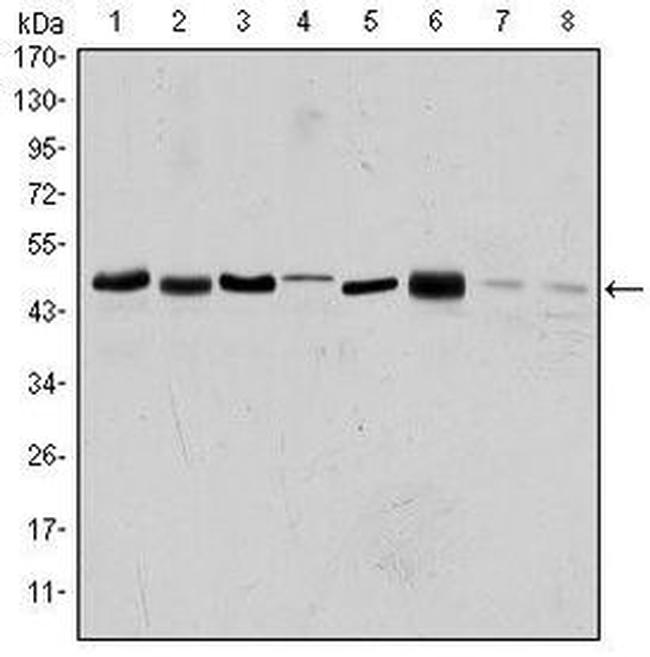 Aurora A Antibody in Western Blot (WB)