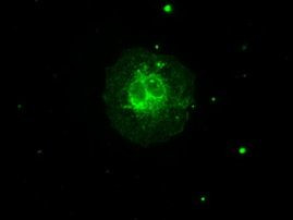 AURKC Antibody in Immunocytochemistry (ICC/IF)