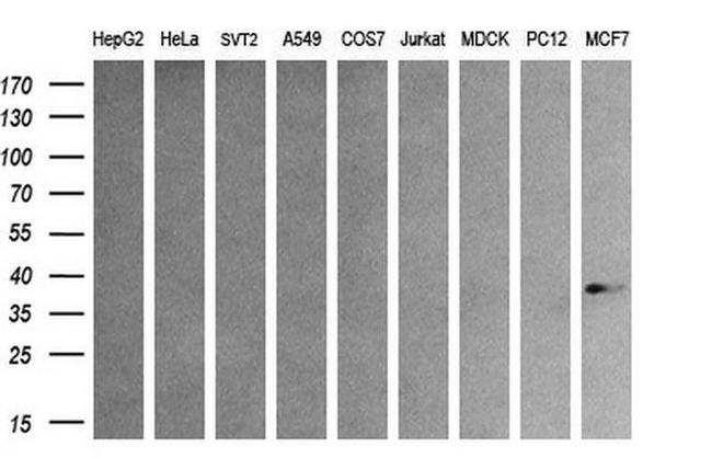 AURKC Antibody in Western Blot (WB)