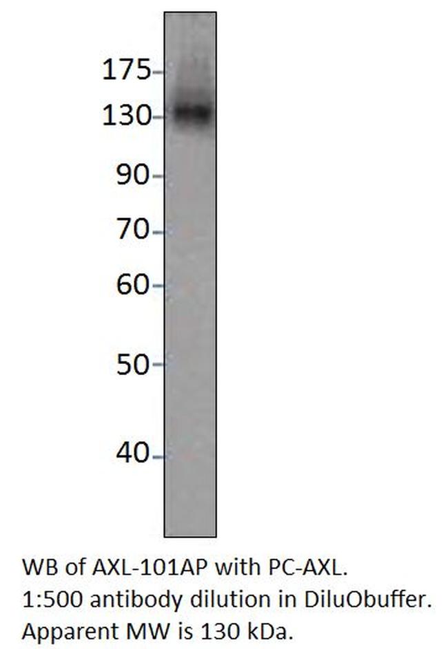 Axl Antibody in Western Blot (WB)