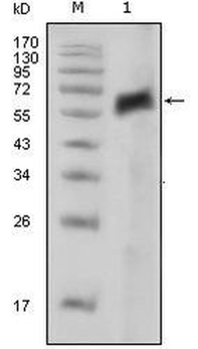 Axl Antibody in Western Blot (WB)