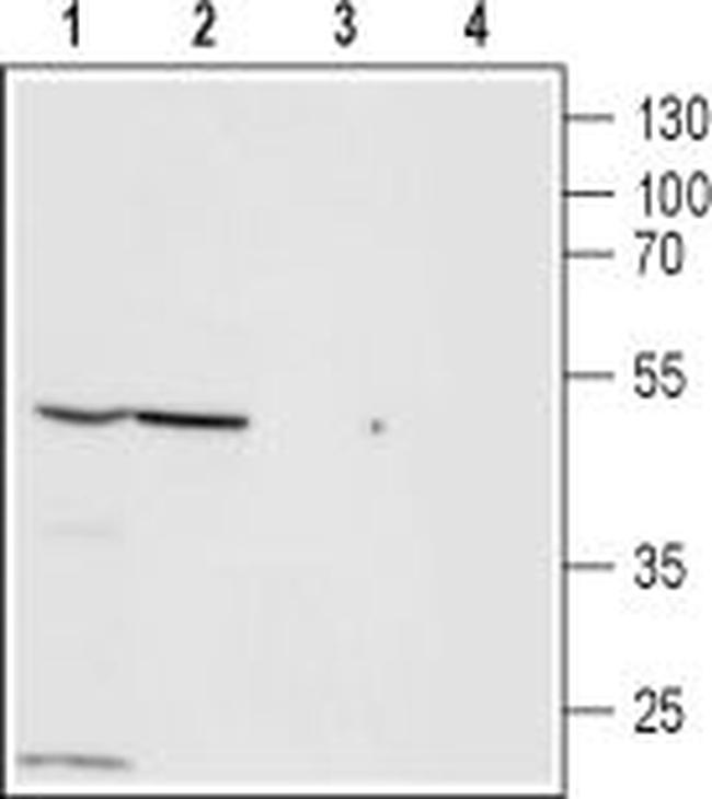 ZACN (extracellular) Antibody in Western Blot (WB)