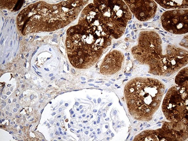 AZGP1 Antibody in Immunohistochemistry (Paraffin) (IHC (P))