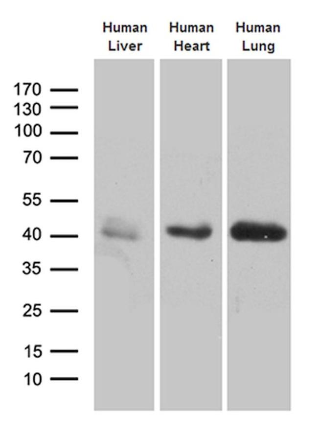 AZGP1 Antibody in Western Blot (WB)