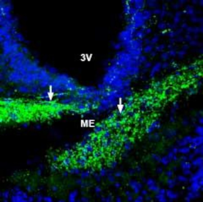 ZIP6/SLC39A6 (extracellular) Antibody in Immunohistochemistry (Frozen) (IHC (F))