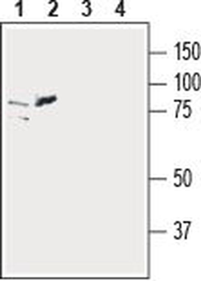 ZIP6/SLC39A6 (extracellular) Antibody in Western Blot (WB)