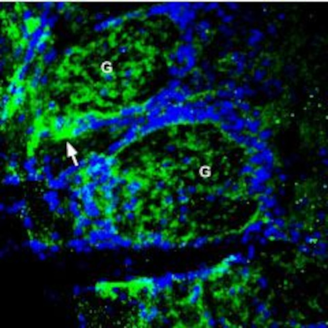 ZnT1 (SLC30A1) Antibody in Immunohistochemistry (Frozen) (IHC (F))