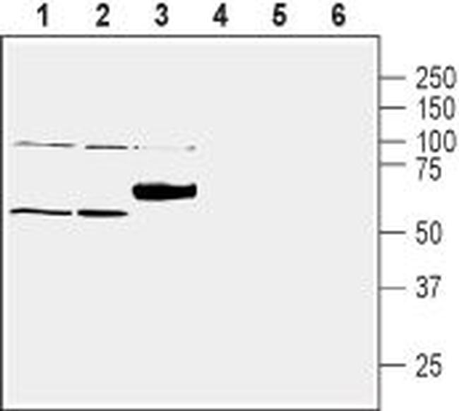 ZnT1 (SLC30A1) Antibody in Western Blot (WB)