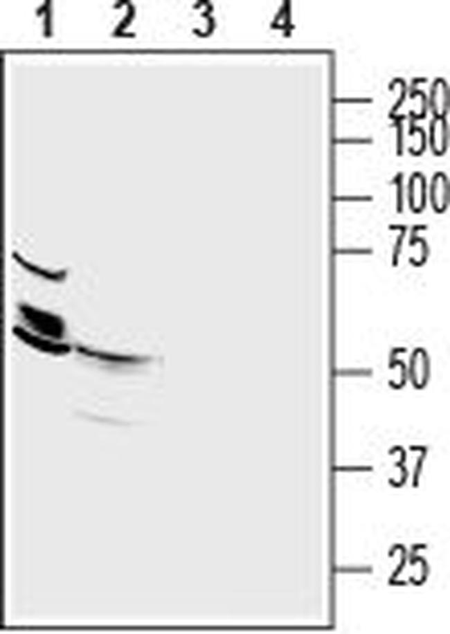 ZnT2 (SLC30A2) Antibody in Western Blot (WB)