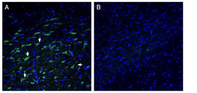 ZnT10 (SLC30A10) Antibody in Immunohistochemistry (Frozen) (IHC (F))