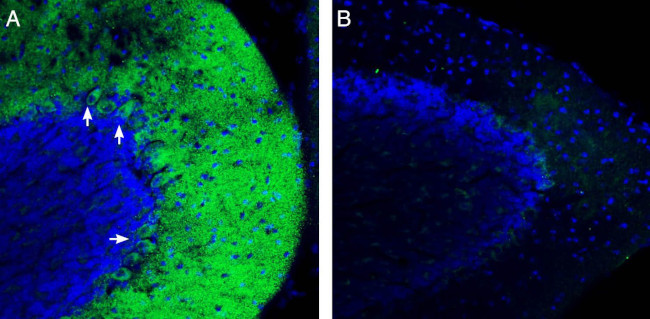 ZIP14 (SLC39A14) Antibody in Immunohistochemistry (Frozen) (IHC (F))