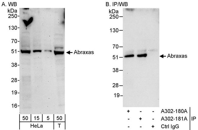 Abraxas Antibody in Western Blot (WB)