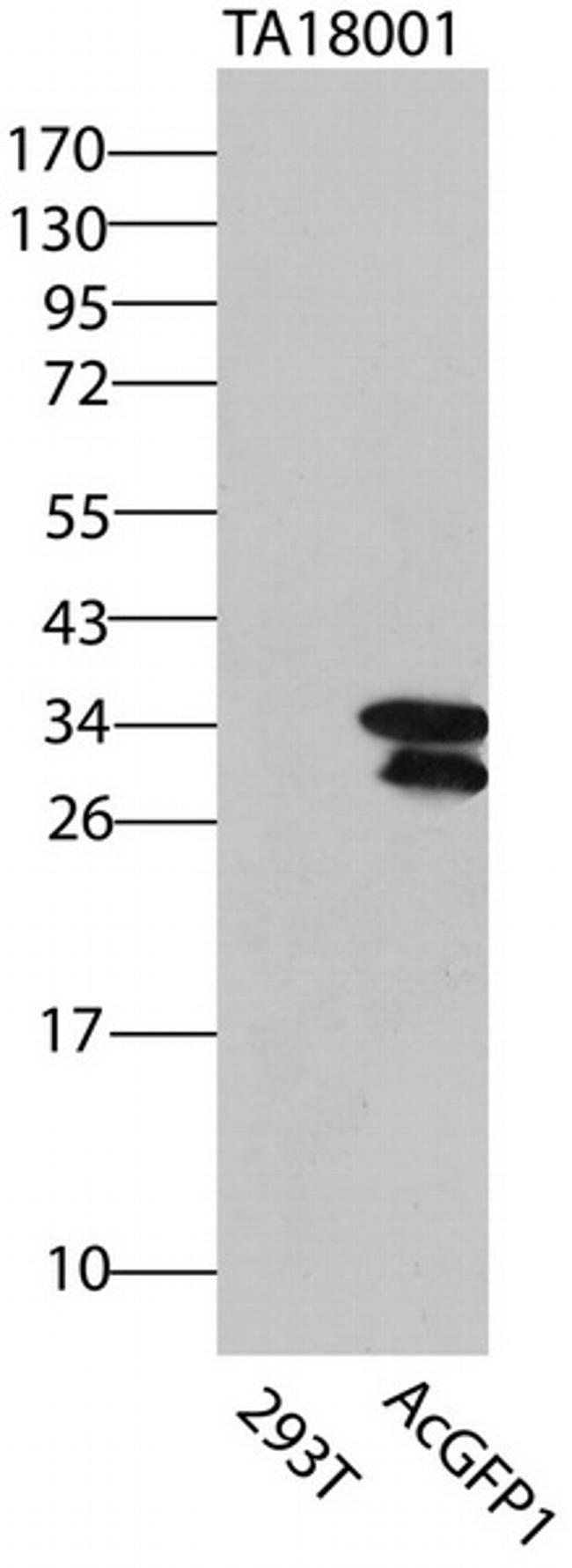 AcGFP1/PS-CFP2 Antibody in Western Blot (WB)