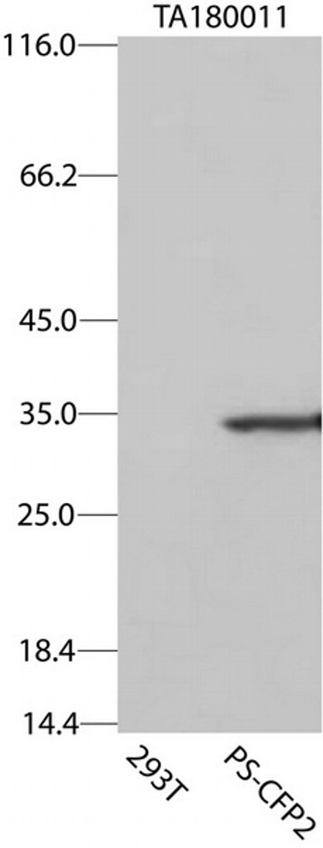 AcGFP1/PS-CFP2 Antibody in Western Blot (WB)