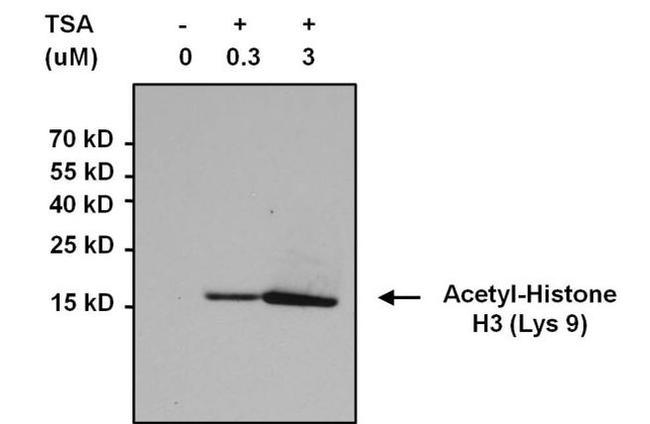 H3K9ac Antibody in Western Blot (WB)