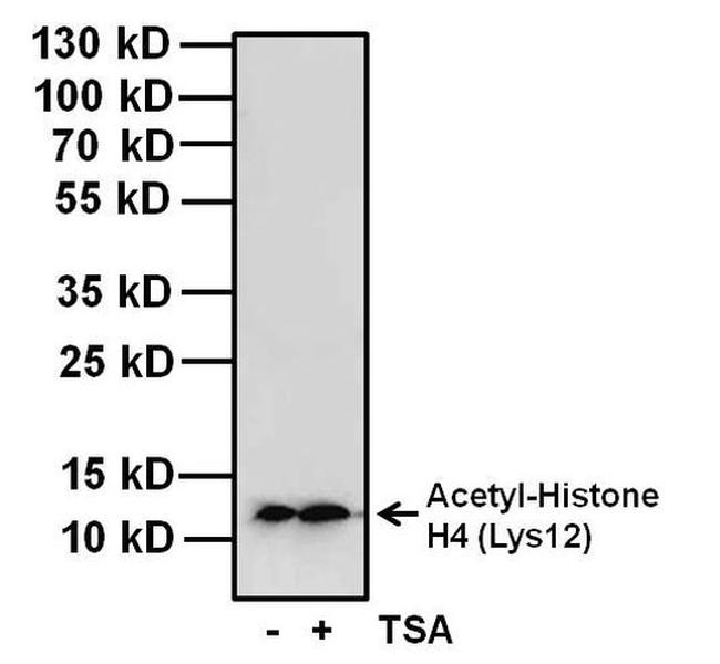 H4K12ac Antibody in Western Blot (WB)