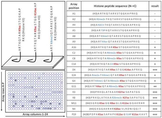 Acetylated Lysine Antibody in Peptide array (ARRAY)