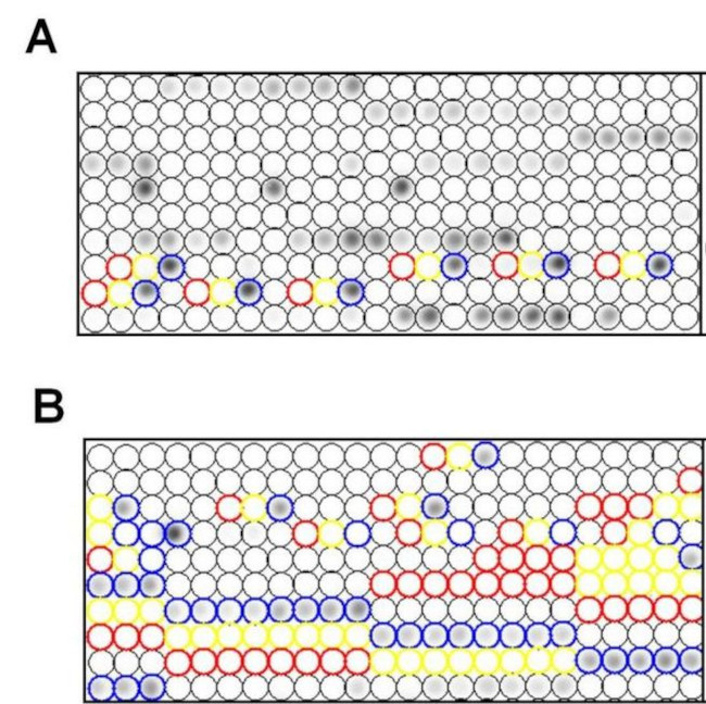 Acetylated Lysine Antibody in Peptide array (ARRAY)