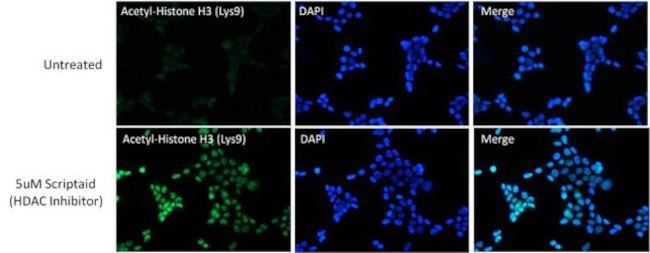 H3K9ac Antibody in Immunocytochemistry (ICC/IF)