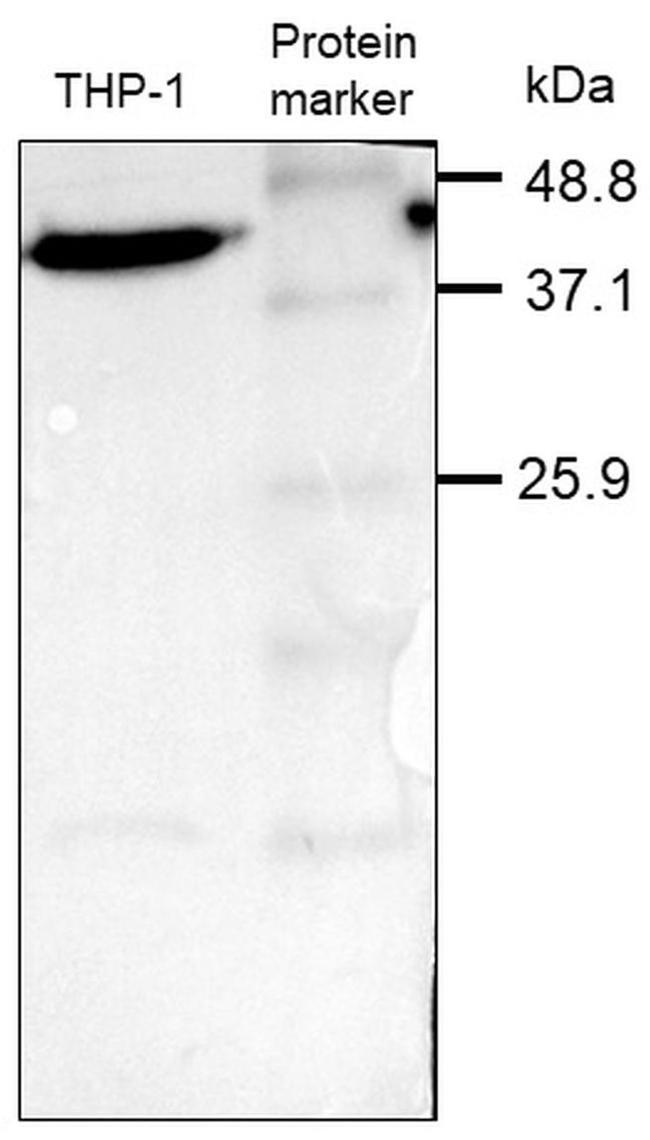 Actin Antibody in Western Blot (WB)