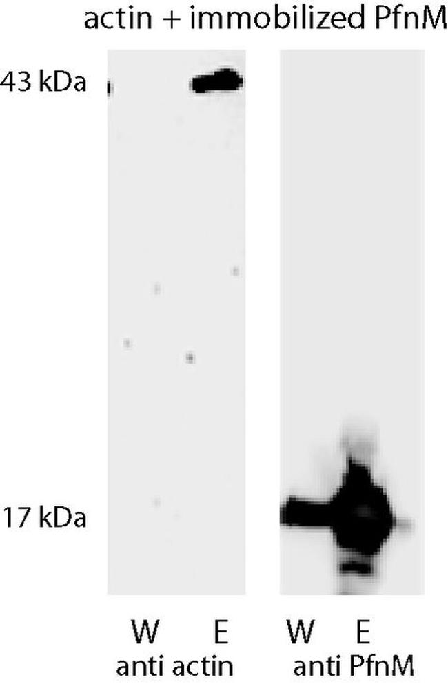 Actin Antibody in Western Blot (WB)