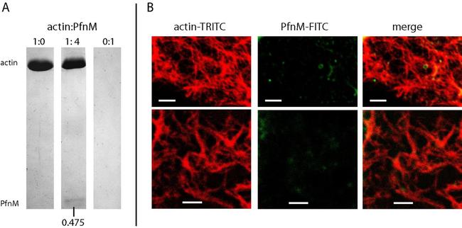 Actin Antibody in Western Blot (WB)