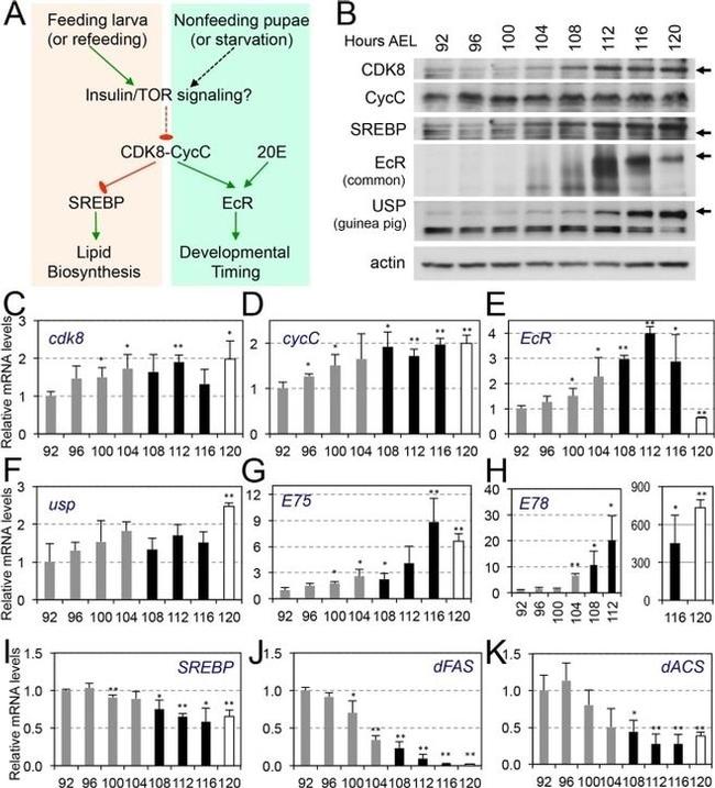 Actin Antibody in Western Blot (WB)