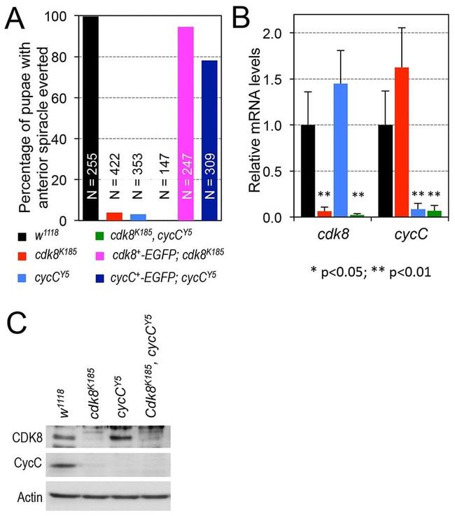 Actin Antibody in Western Blot (WB)