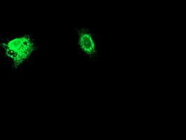 Adiponectin Antibody in Immunocytochemistry (ICC/IF)